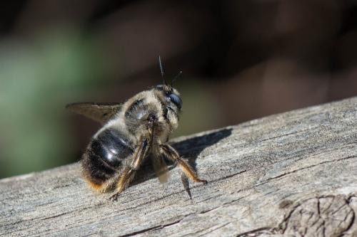 Réf. 255 294 : Xylocopa cantabrita