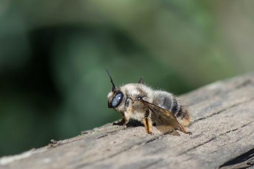 Réf. 255 292 : Xylocopa cantabrita