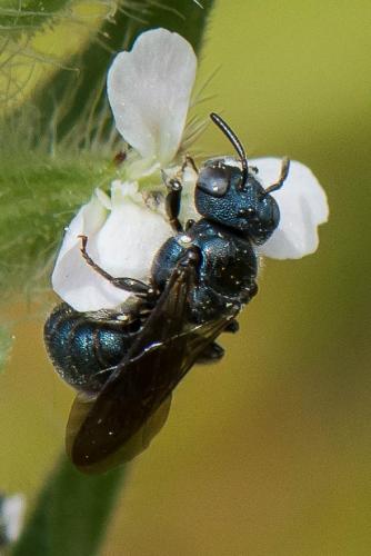 Ceratina sp.