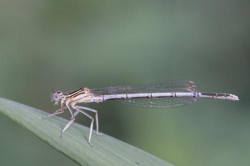 Réf. 255 537 : Platycnemis pennipes