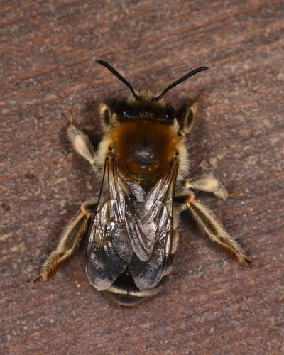 Eucera sp.