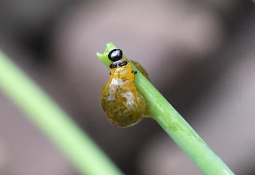 Lilioceris sp.