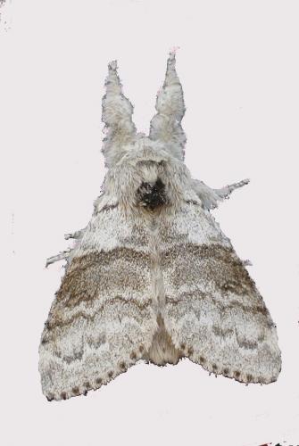 Réf. 255 427 : Calliteara pudibunda