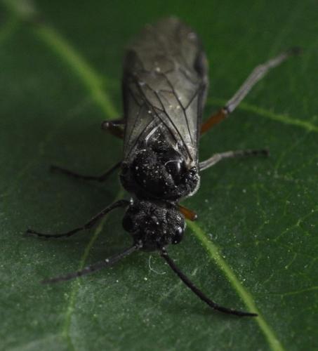 Réf. 255 288 : Dolerus liogaster