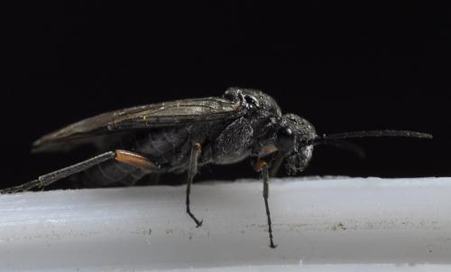 Réf. 255 287 : Dolerus liogaster