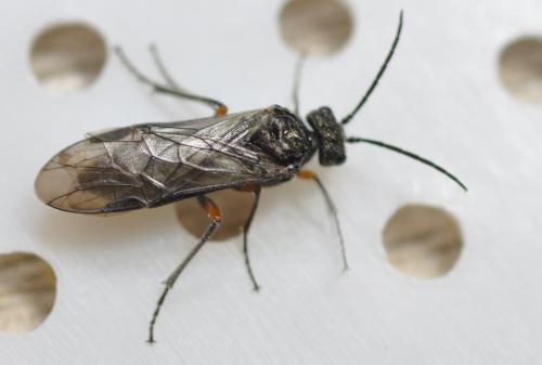 Réf. 255 286 : Dolerus liogaster