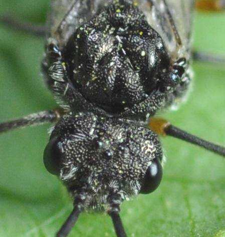 Dolerus liogaster