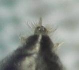 Dolerus liogaster