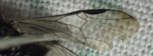 Dolerus liogaster