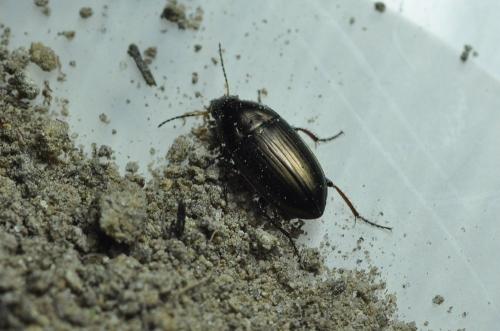 Amara aenea