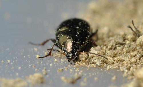 Amara aenea