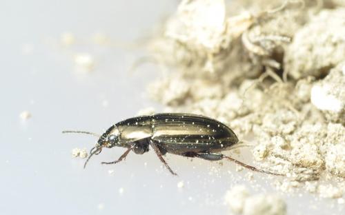 Réf. 255 935 : Amara aenea