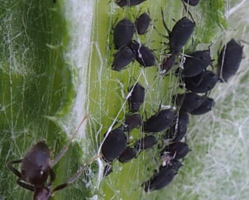 Aphis fabae