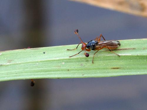 Diopsis sp.