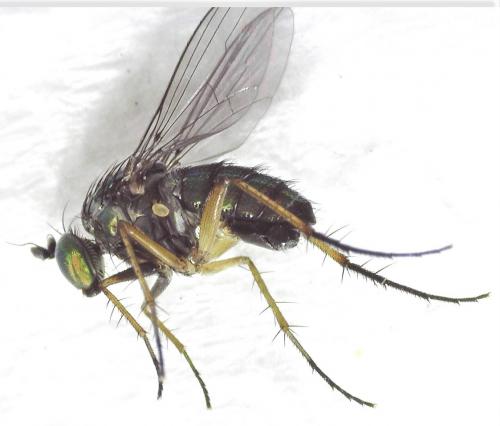 Réf. 255 619 : Dolichopus sp.