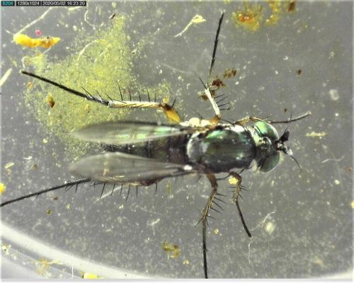 Dolichopus sp.