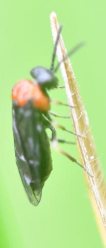 Réf. 255 954 : Eutomostethus ephippium