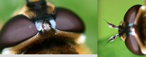 Epistrophe eligans