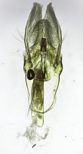 Réf. 255 360 : Plodia interpunctella