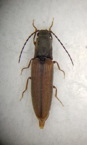 Athous bicolor