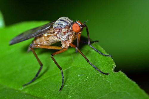 Empis confusa