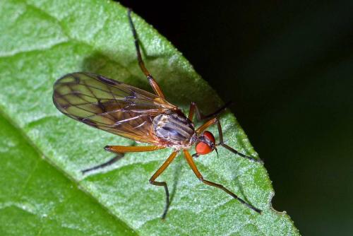 Empis confusa