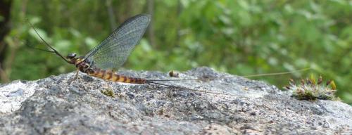 Réf. 255 206 : Epeorus assimilis
