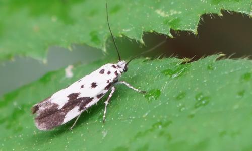 Ethmia quadrillella