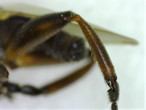 Sphaerocera curvipes