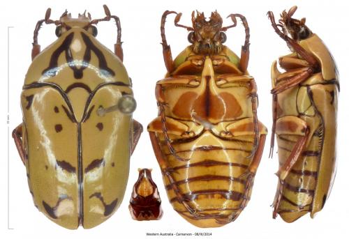 Eupoecila inscripta