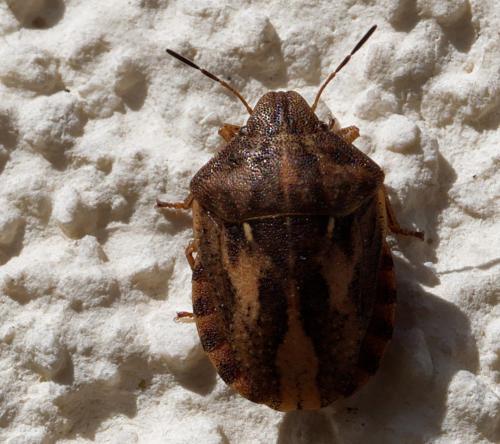 Eurygaster testudinaria