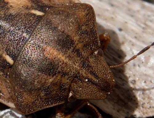Eurygaster testudinaria