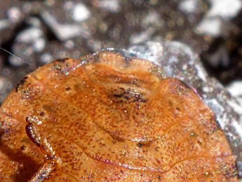 Eurygaster testudinaria