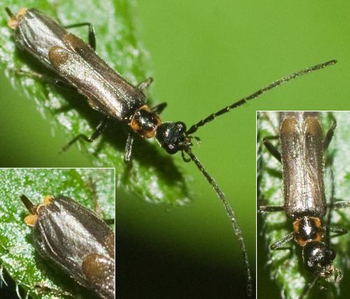 Réf. 255 752 : Malthodes sp.