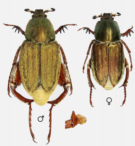 Réf. 255 475 : Glaphyrus micans