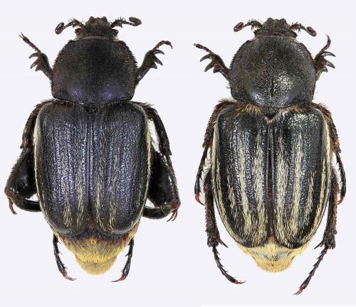 Glaphyrus festivus