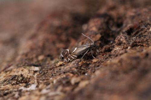 Glyphipterix sp.