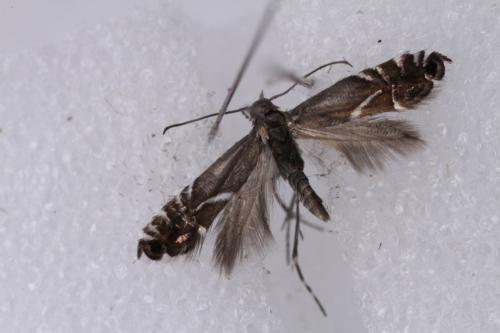 Réf. 255 168 : Glyphipterix sp.