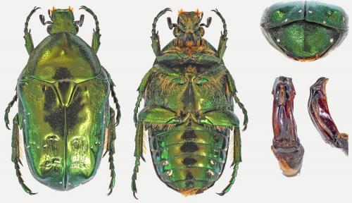 Potosia nitididorsis