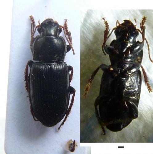 Harpalus attenuatus
