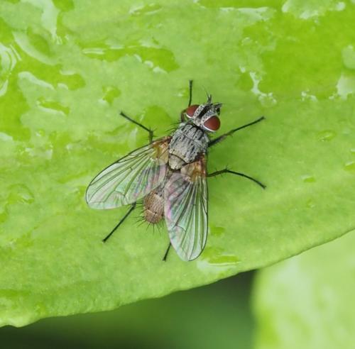 Solieria pacifica