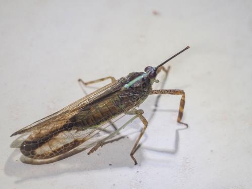 Raphiophora sp.