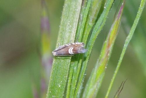 Réf. 255 930 : Grapholita sp.
