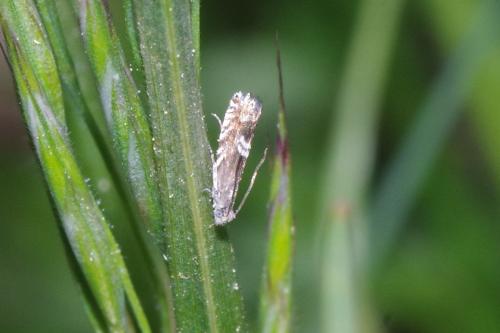 Réf. 255 931 : Grapholita sp.