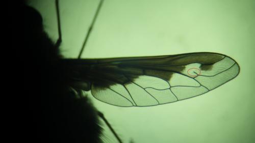 Bombylius major