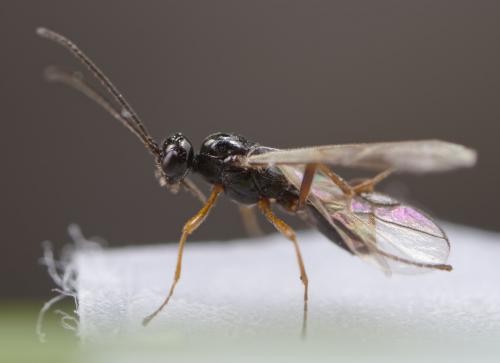 Blacus nigricornis