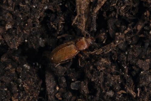 Cryptophagus sp.