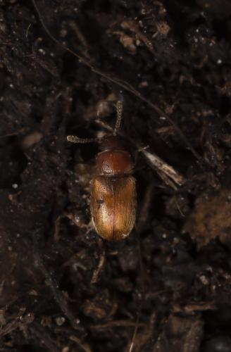 Cryptophagus sp.