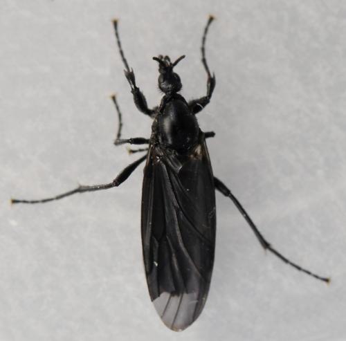 Bibio leucopterus