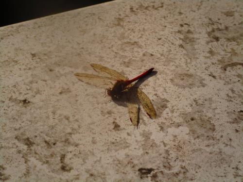 Sympetrum vicinum